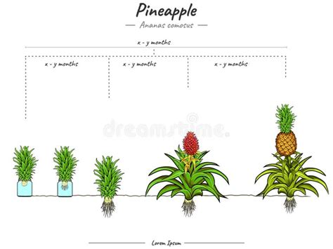 Pineapple Growing Stages Stock Illustrations – 12 Pineapple Growing Stages Stock Illustrations ...