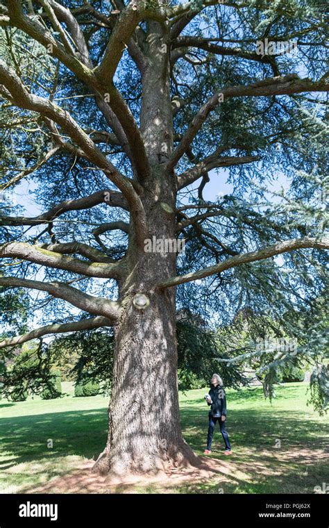 Blue atlas cedar tree hi-res stock photography and images - Alamy