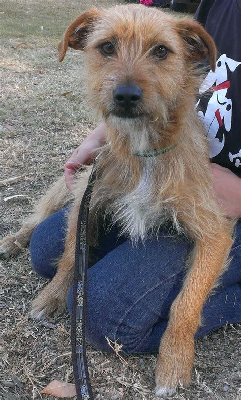 Charlie (adoption pending) - Small Male Australian Terrier Mix Dog in ...