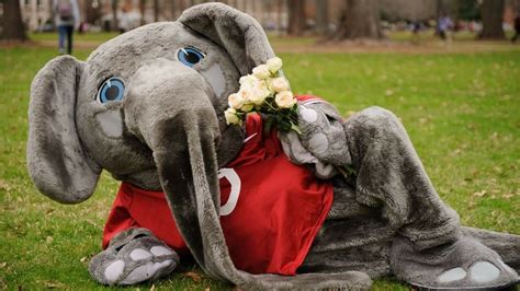 an elephant sitting on the ground with flowers in it's trunk and ...