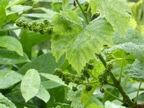 Wine,plant,grapevine,nature,green grapes - free image from needpix.com