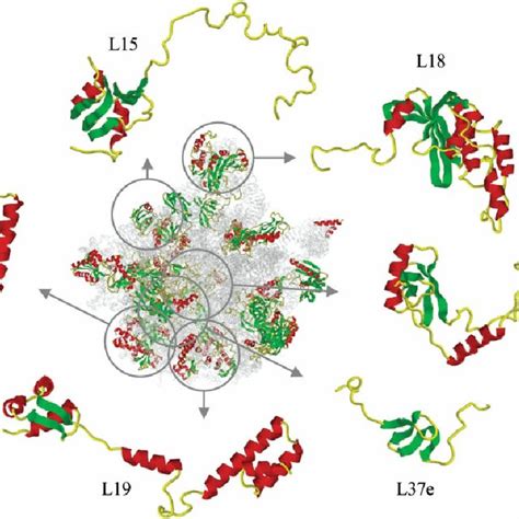 Structure of ribosomal proteins. Protein components of the large... | Download Scientific Diagram