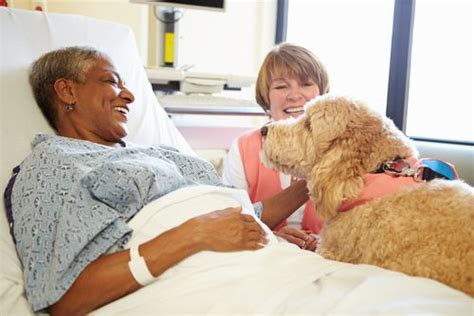 A Therapy Dog vs a Service Dog l Alliance of Therapy Dogs