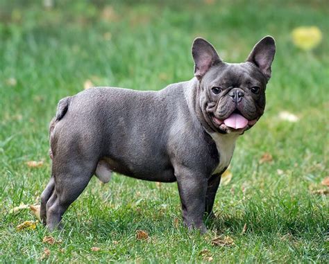 Mini French Bulldog Full Grown