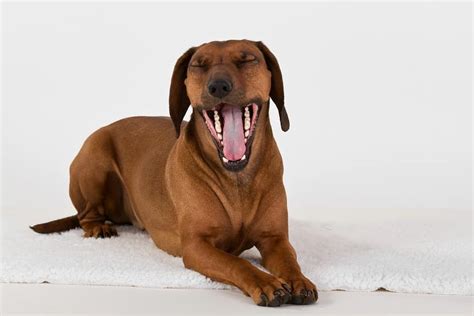 Dog Yawning Decoded: Why a Dog Yawn Is Worth a 1000 Words | The Dog People by Rover.com