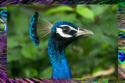 Astonishing Compilation of Full 4K Peacock Images - Over 999 Exquisite ...