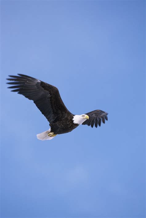 Eagle | Free Stock Photo | A bald eagle in flight | # 16686