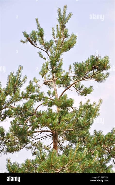 Needle leaf pine tree in its natural environment, pine tree in nature Stock Photo - Alamy