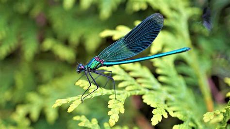 40 Fascinating Dragonfly Facts You Probably Never Expected