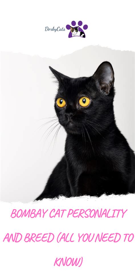 BOMBAY CAT PERSONALITY AND BREED (ALL YOU NEED TO KNOW) - DorkyCats