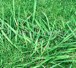 Weeds and Their Control: Dallis Grass (Paspalum dilatatum)