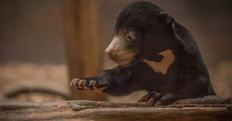 See first sun bear cub ever born in UK emerge from its den at Chester Zoo - North Wales Live