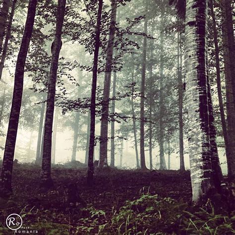 Romania’s Forests | Pure Romania