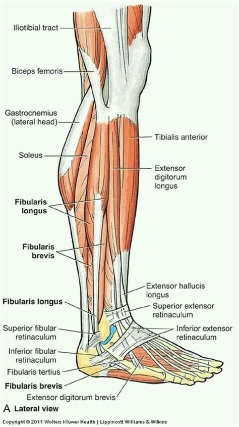 Пин на доске ANATOMY