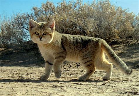 Sand cat - Wikipedia