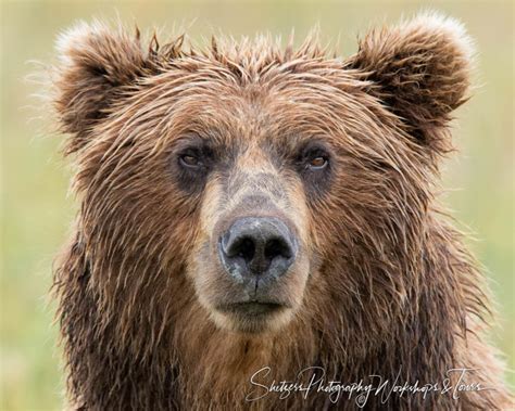Bear Face Close up - Shetzers Photography