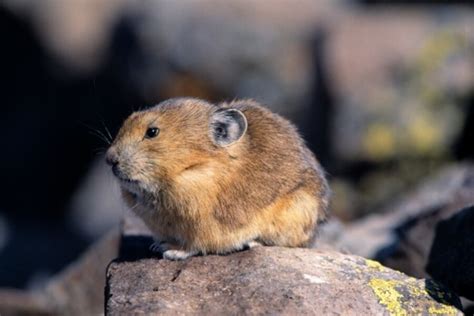 US considers pika protection due to warming - CSMonitor.com