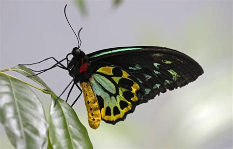 Queen Alexandra's Birdwing: The World's Largest and Rarest Butterfly