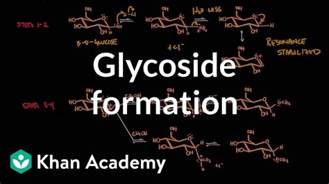 Glycosidic Bond Formation Mechanism