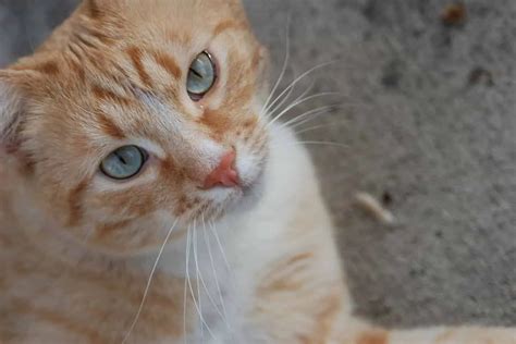 Why Are Orange Tabby Cats So Affectionate? Here Are The Reasons
