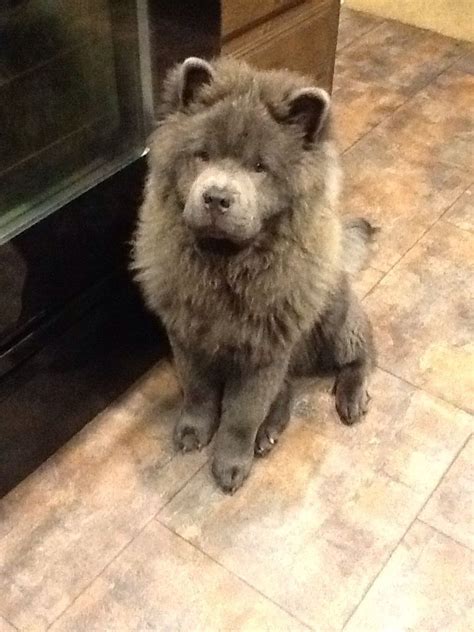 Blue chow chow puppy :) #chowchow, #chow - #blue #Chow #Chowchow #Puppy | Chow chow puppy, Chow ...