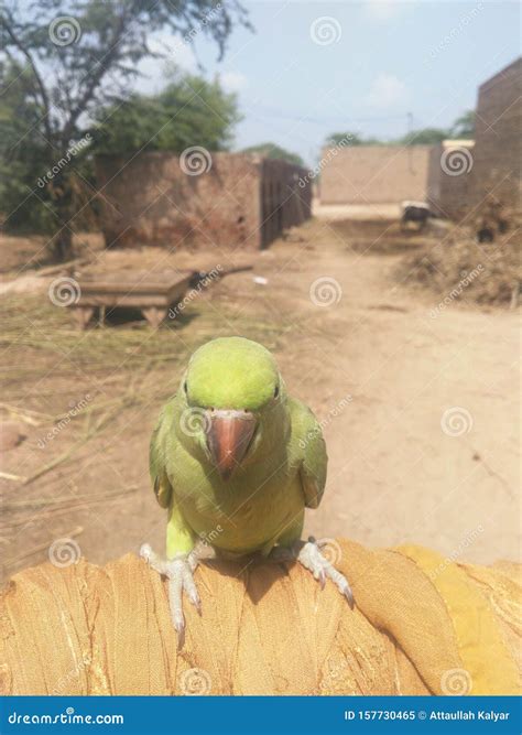 Beautiful parrot Nice stock image. Image of popat, beautiful - 157730465