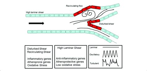 | Schematic diagram to show laminar flow in a major vessel and... | Download Scientific Diagram