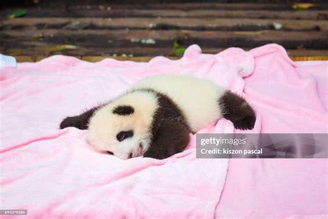 Cute Baby Panda Sleeping High-Res Stock Photo - Getty Images