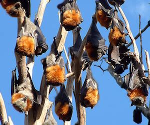 Flying-Fox Bat | Habitat, Facts & Examples | Study.com