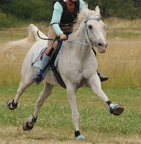 46 best endurance horse riding images on Pinterest | Horse riding ...