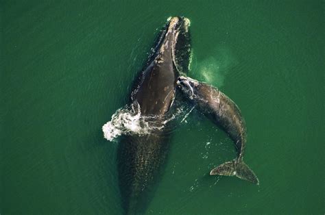 Why we must protect North Atlantic right whales' 'migration superhighways' - WWF.CA