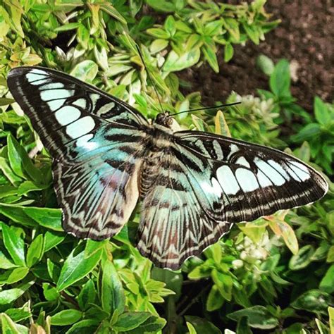 Butterfly Biosphere at Thanksgiving Point | Lehi UT