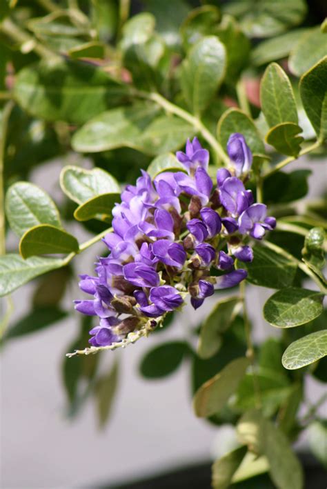 Texas Mountain Laurel- Vivero Growers Nursery, Austin TX