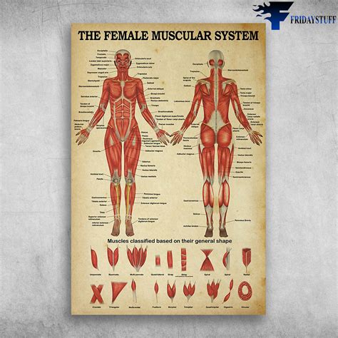 Muscles Named For Their Shape / PPT - Characteristics Used to Name Skeletal Muscles ...