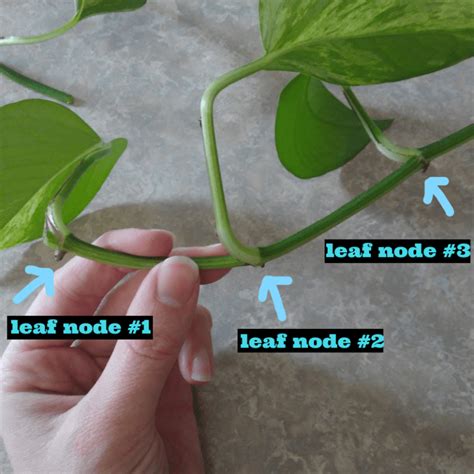 How to Propagate Pothos in Water or in Soil! | Pothos in water, Easy plants to grow, Propagating ...