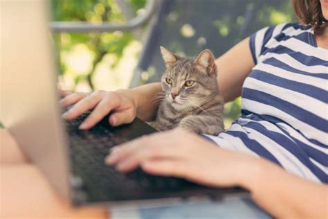 680+ Cat Sitting On Keyboard Stock Photos, Pictures & Royalty-Free Images - iStock