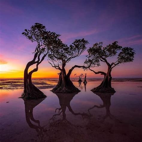 Mangrove trees on the island Pulau Sumba, Indonesia | Beautiful destinations, Mangrove, Nature ...