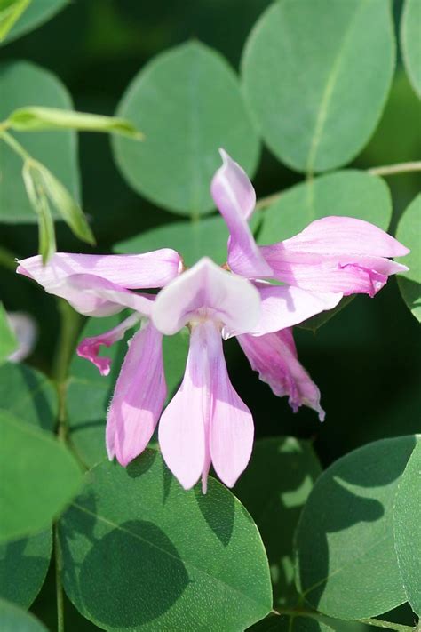 How to Grow and Care for Indigo Plants | Gardener’s Path