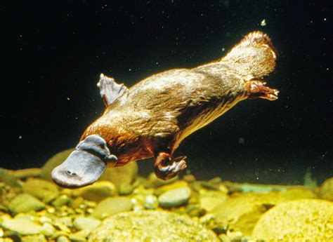 Wiki World: Platypus Ancestor Found