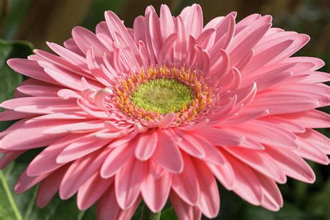 Pink Gerbera Daisy Photograph by Iris Richardson - Pixels