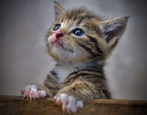 Orphaned Kittens | Baby cats, Kittens cutest, Pretty cats