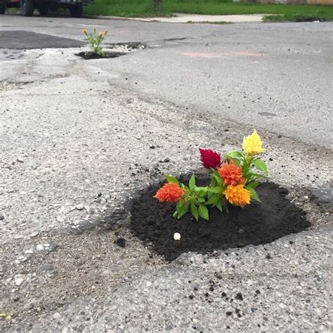 Pothole Flowers Beautify Unsightly Holes With Unique Flower Protest Art