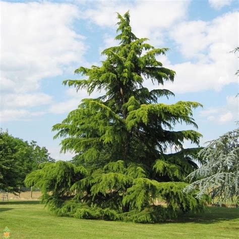 deodar cedar | Cedrus deodara | Evergreen | Landscaping plants, Garden ...