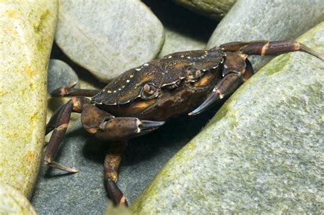 Interesting Facts About European Green Crab