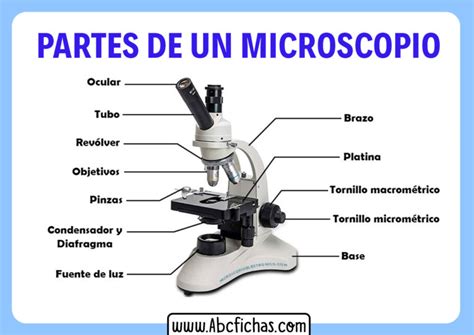 Ficha De Partes Del Microscopio | Porn Sex Picture