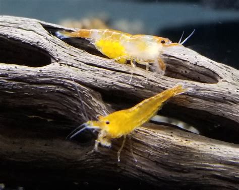 Orange Pumpkin Shrimp (10) | Seek Aquatics