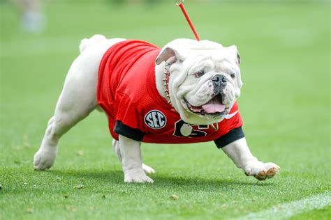 College football's best mascots in history rankings - Sports Illustrated