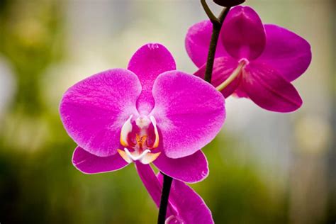 Hawaii Orchid - Hawaii Pictures