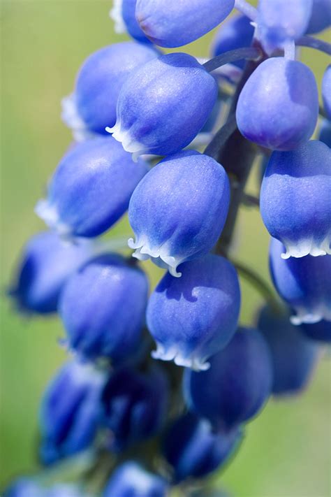 Grape Hyacinths | OG-Vision | Blue bell flowers, Bluebells, Flower pictures