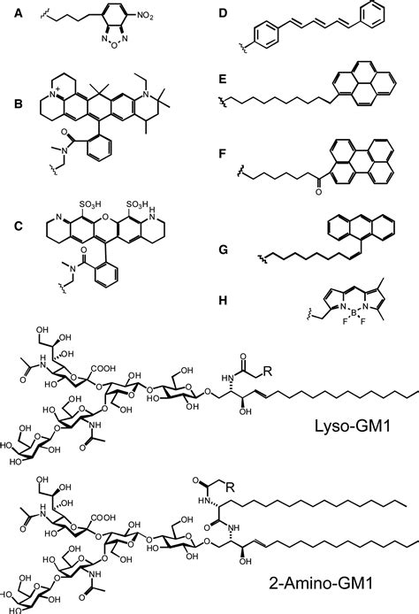 Labeled gangliosides: their synthesis and use in biological studies ...